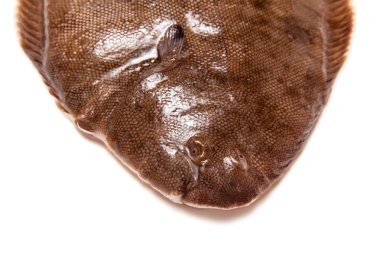 Dover sole balık bütün