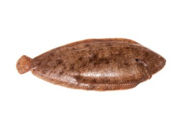 Dover sole balık bütün