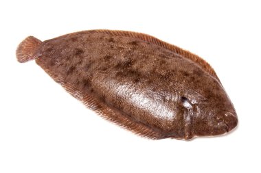 Dover sole balık bütün