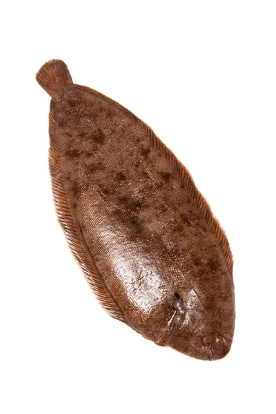 Dover sole ryby celé — Stock fotografie