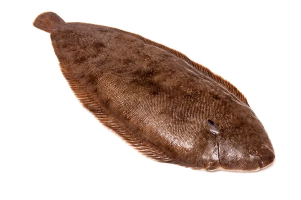 Dover sole fish whole — Stock Photo, Image