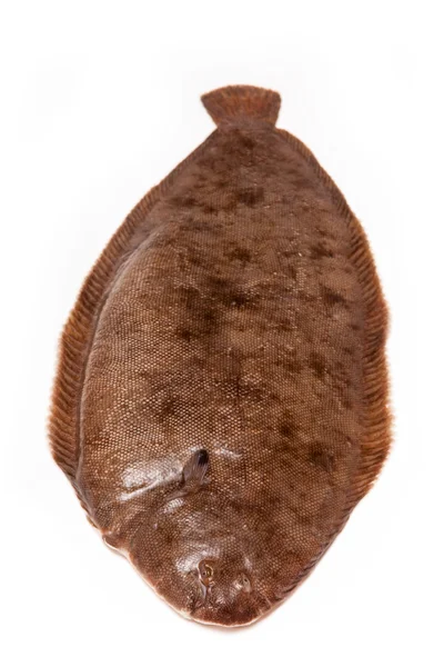 Dover sole balık bütün