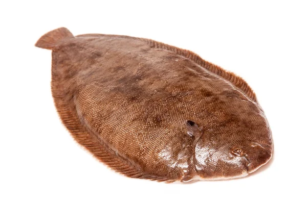 Dover sole balık bütün — Stok fotoğraf