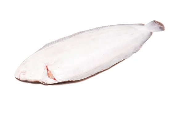 Dover sole ryby celé — Stock fotografie