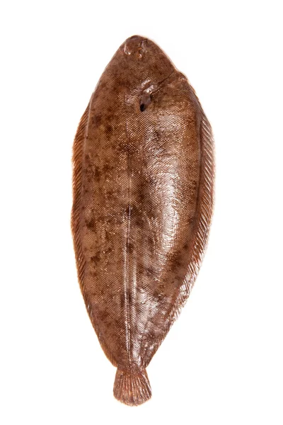 Taubenzunge Fisch ganz — Stockfoto