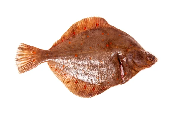 Rödspätta fisk på nära håll — Stockfoto