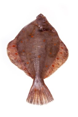 Yaldızlı pisibalığı balık yakın çekim