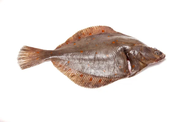 Plaice fish close up — Stock Photo, Image