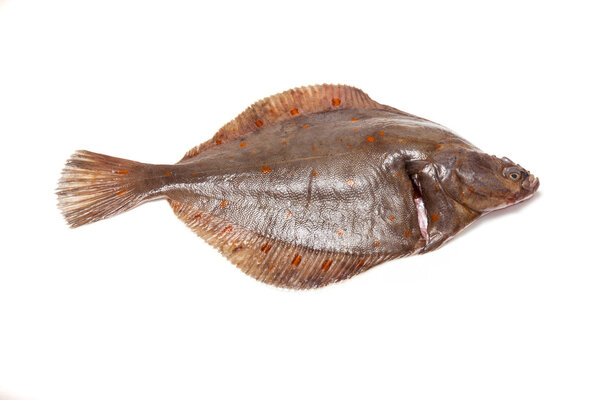 Plaice fish close up