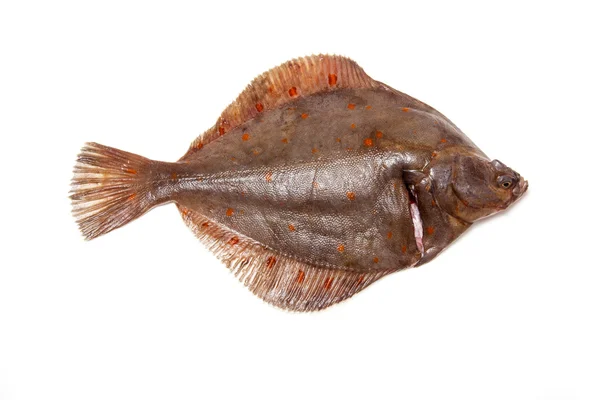 Sima lepényhal hal közelről — Stock Fotó