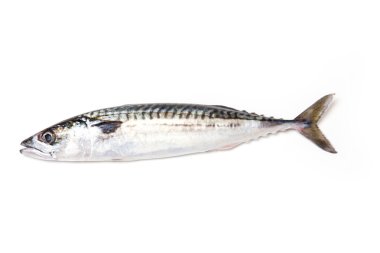 Whole Atlantic mackerel fish clipart