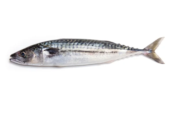 Whole Atlantic mackerel fish — Stock Photo, Image