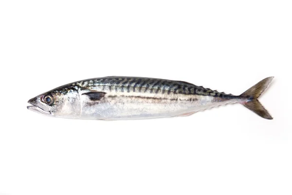 Whole Atlantic mackerel fish — Stock Photo, Image