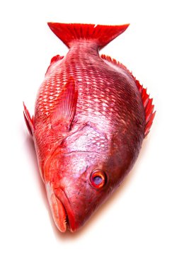 Bir beyaz stüdyo arka plan üzerinde izole Kırmızı Snapper balık.
