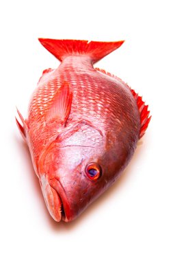 Red Snapper fish isolated on a white studio background. clipart