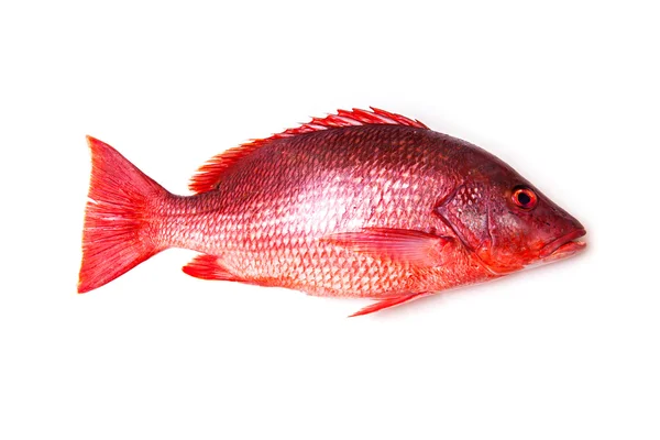 Red Snapper ikan terisolasi pada latar belakang studio putih . — Stok Foto