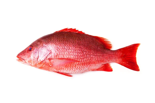 Red Snapper poisson isolé sur un fond de studio blanc . — Photo