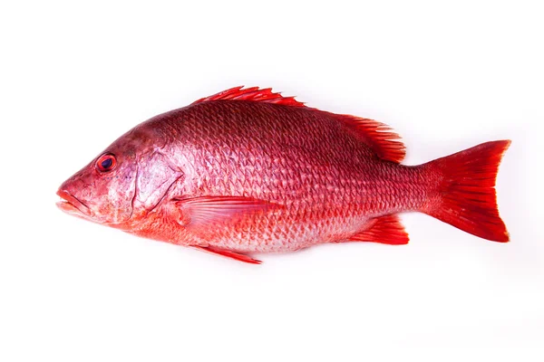 Red Snapper peixe isolado em um fundo estúdio branco . — Fotografia de Stock