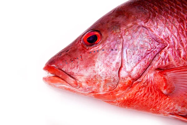 Red Snapper vis geïsoleerd op een witte studio achtergrond. — Stockfoto