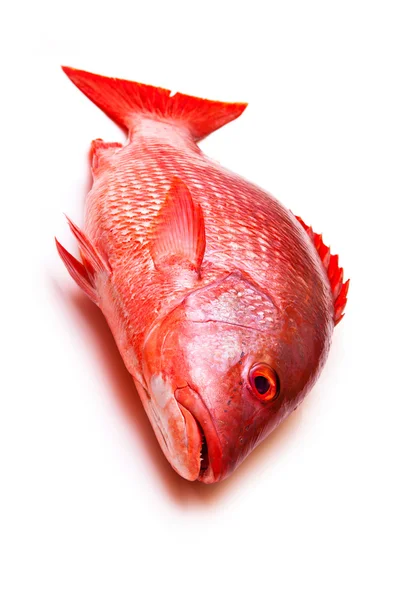 Red Snapper ikan terisolasi pada latar belakang studio putih . — Stok Foto