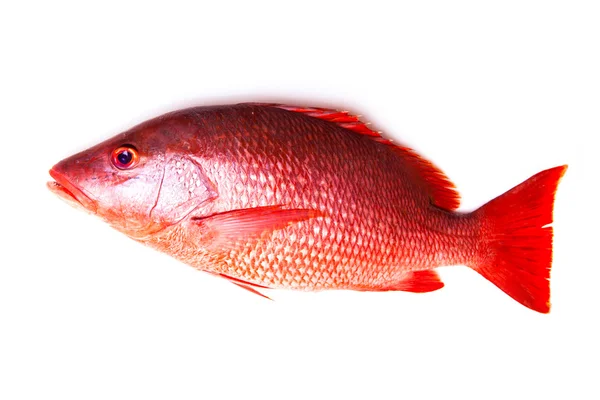 Bir beyaz stüdyo arka plan üzerinde izole Kırmızı Snapper balık. — Stok fotoğraf