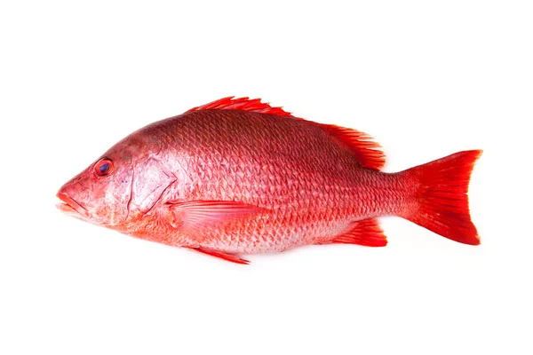 Red Snapper pesce isolato su uno sfondo bianco studio . Immagini Stock Royalty Free