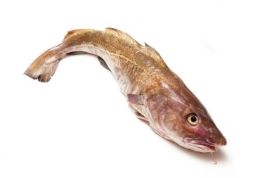 Whole Atlantic cod (Gadus morhua) fish clipart