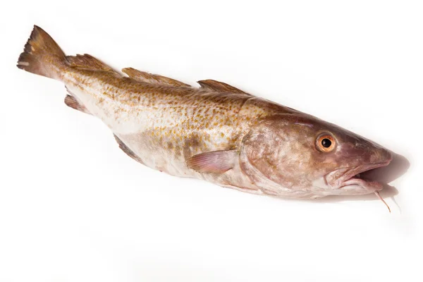 Bacalao del Atlántico entero (Gadus morhua) pescado — Foto de Stock