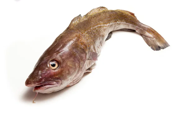 Whole Atlantic cod (Gadus morhua) fish — Stock Photo, Image