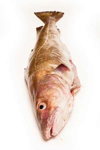 Whole Atlantic cod (Gadus morhua) fish — Stock Photo, Image