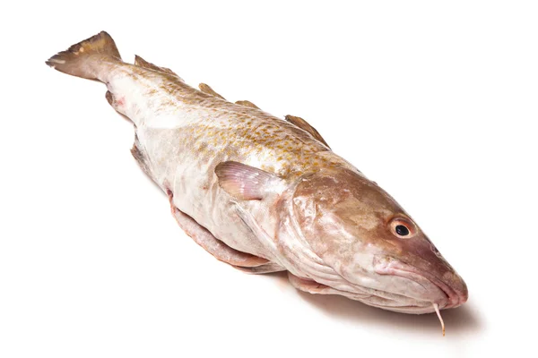 Whole Atlantic cod (Gadus morhua) fish — Stock Photo, Image