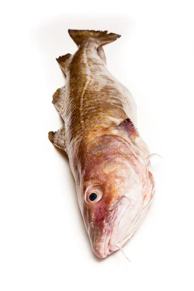 Whole Atlantic cod (Gadus morhua) fish — Stock Photo, Image