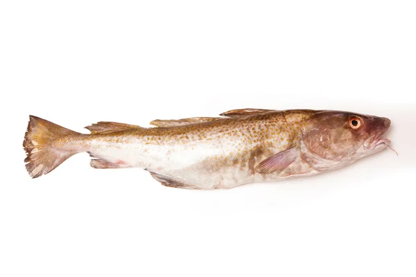 Whole Atlantic cod (Gadus morhua) fish — Stock Photo, Image