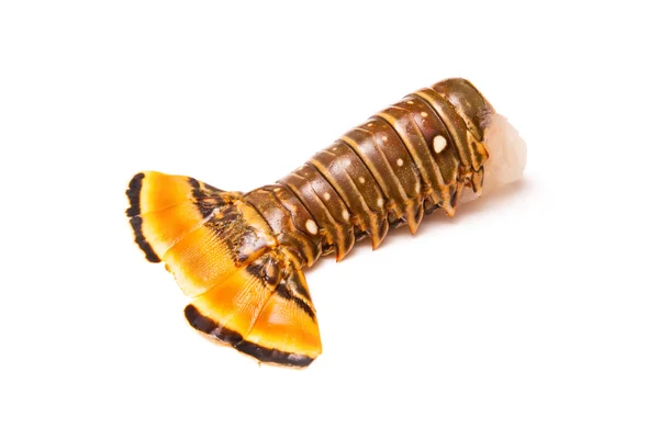 Raw Caribbean rock lobster tail — Stock Photo, Image