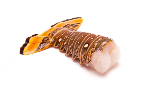 Raw Caribbean rock lobster tail — Stock Photo, Image