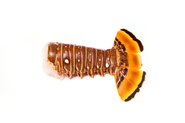 Raw Caribbean rock lobster tail — Stock Photo, Image