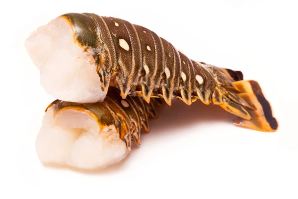 Raw Caribbean rock lobster tails — Stock Photo, Image