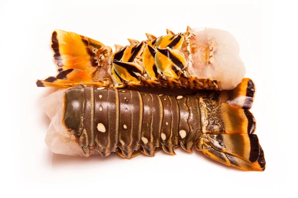 Карибские хвосты омаров — стоковое фото