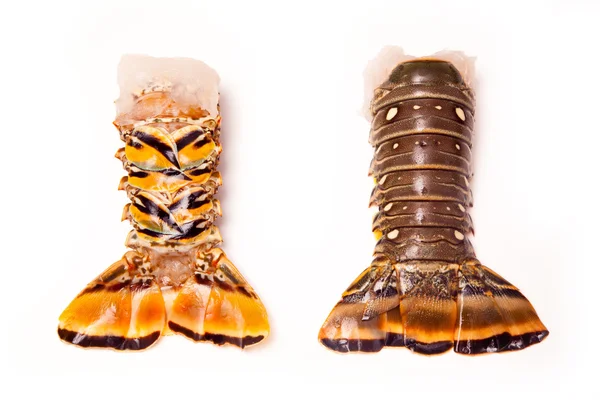 Caudas de lagosta-do-Caribe — Fotografia de Stock