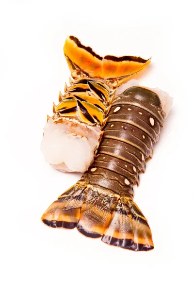 Raw Caribbean rock lobster tails — Stock Photo, Image
