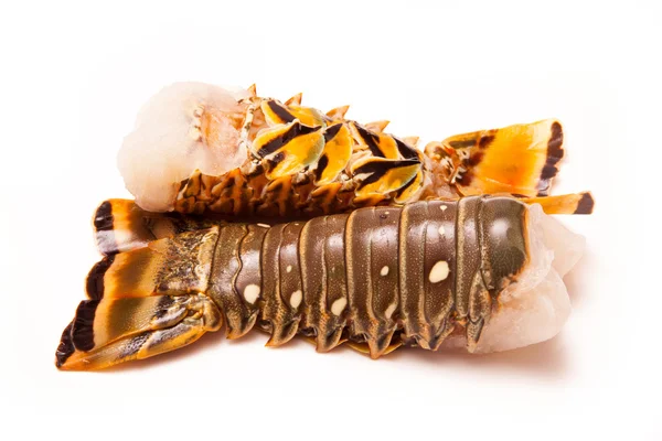 Raw Caribbean rock lobster tails — Stock Photo, Image