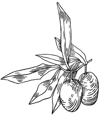 Beyaz arka planda izole edilmiş zeytin dalları, yapraklar, zeytinler, vektör el çizimi