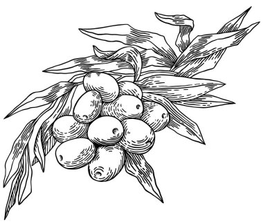 Beyaz arka planda izole edilmiş zeytin dalları, yapraklar, zeytinler, vektör el çizimi