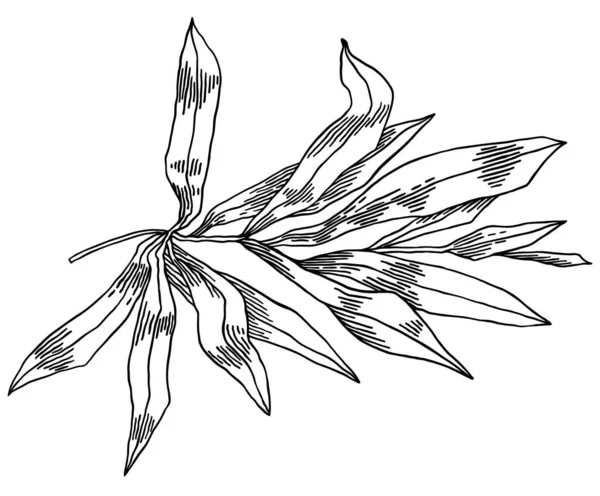 Beyaz arka planda izole edilmiş zeytin dalları, yapraklar, zeytinler, vektör el çizimi — Stok Vektör