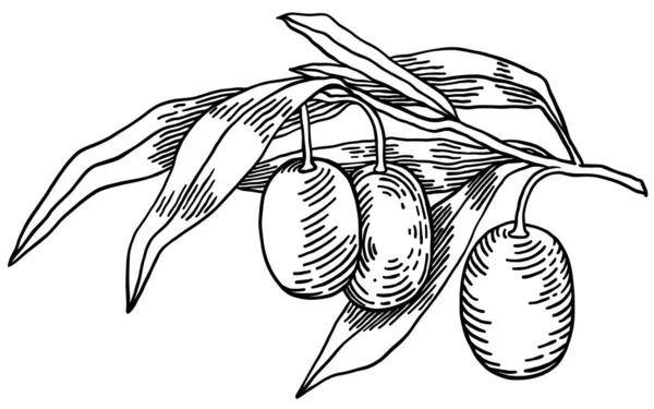 Olivenzweige isoliert auf weißem Hintergrund, Blätter, Oliven, Vektor handgezeichnete Illustration — Stockvektor