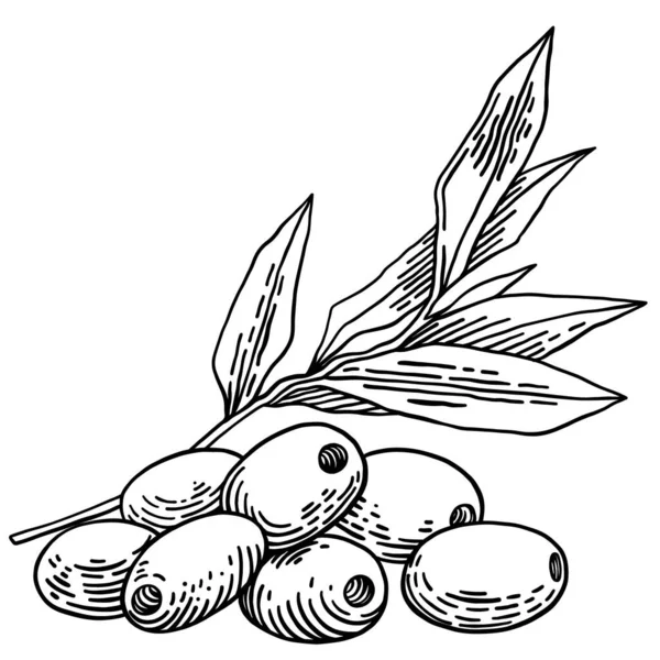 Ramos de azeitona isolados sobre fundo branco, folhas, azeitonas, ilustração desenhada à mão vetorial —  Vetores de Stock