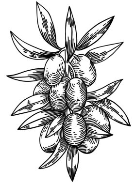 Beyaz arka planda izole edilmiş zeytin dalları, yapraklar, zeytinler, vektör el çizimi