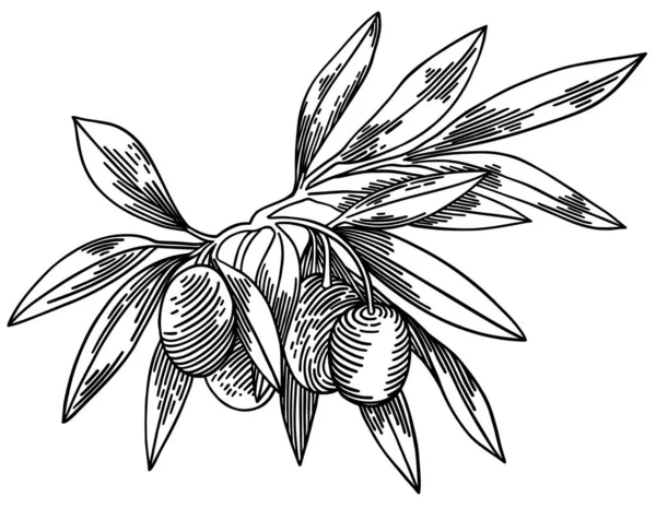 Оливкові гілки ізольовані на білому тлі, листя, оливки, векторні малюнки — стоковий вектор