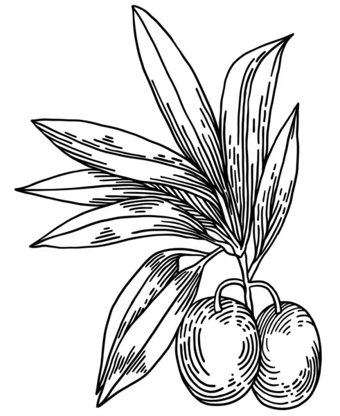 在白色背景上分离的橄榄枝，叶子，橄榄，矢量手绘插图 — 图库矢量图片