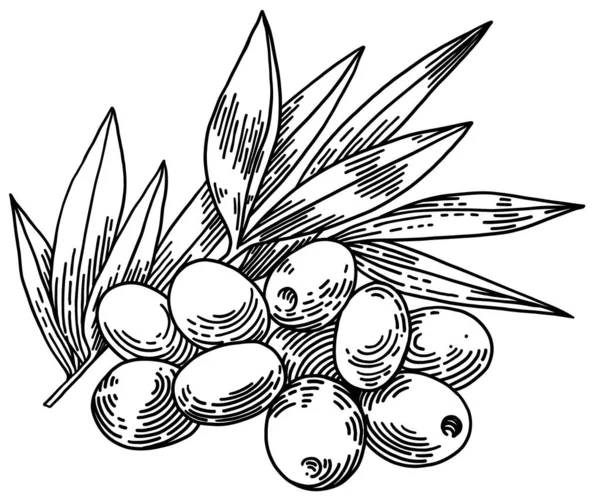 Ramas de olivo aisladas sobre fondo blanco, hojas, aceitunas, vector ilustración dibujada a mano — Vector de stock